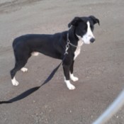 Dog on leash.