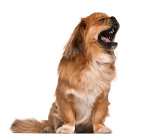 A cute dog yawning.
