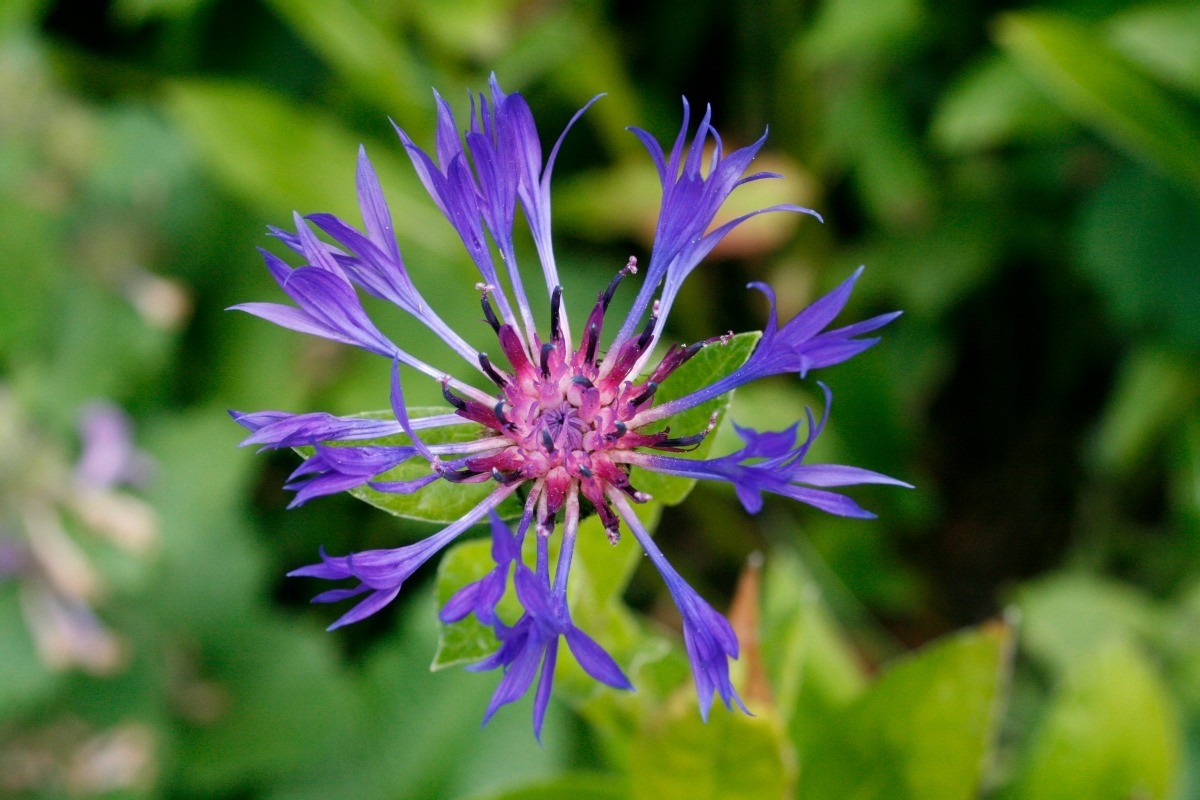 Growing Mountain Bluet (Centaurea Montana) | ThriftyFun