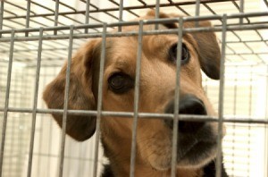 An adult dog in a crate.