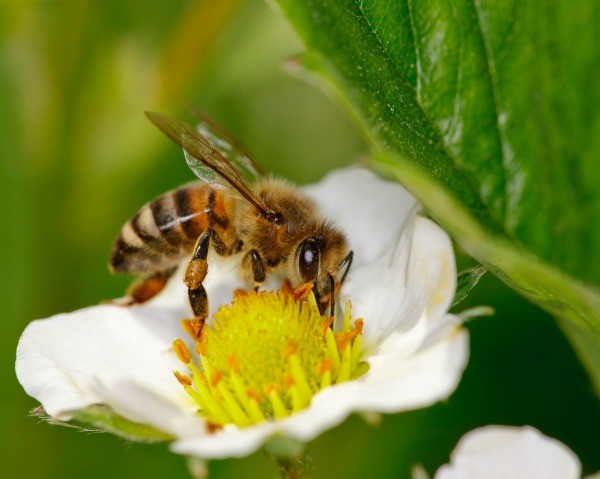 Honeybee Information and Photos | ThriftyFun