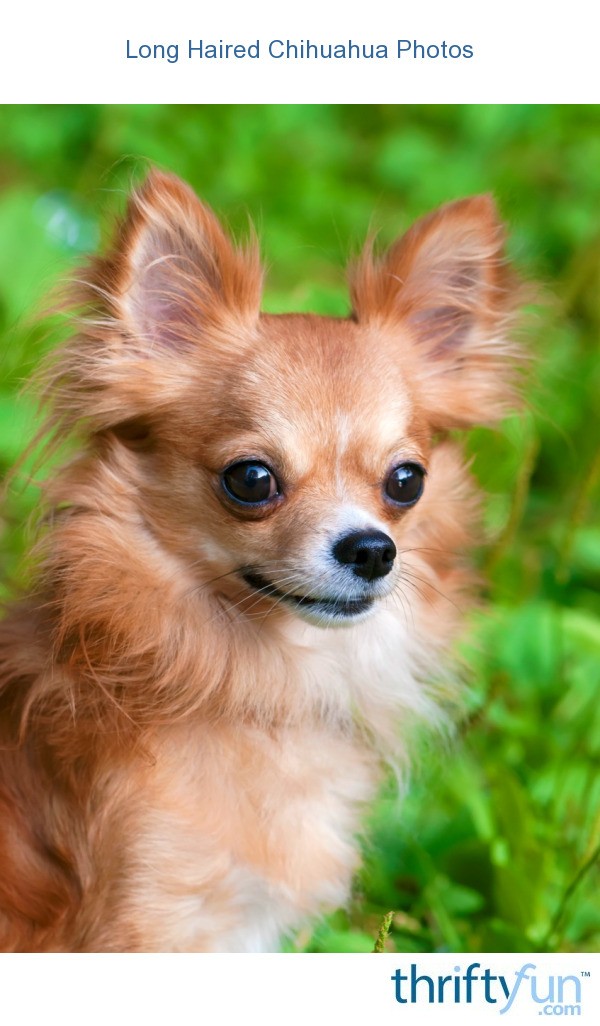 long haired chihuahua