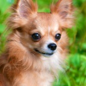 Long Haired Chihuahua