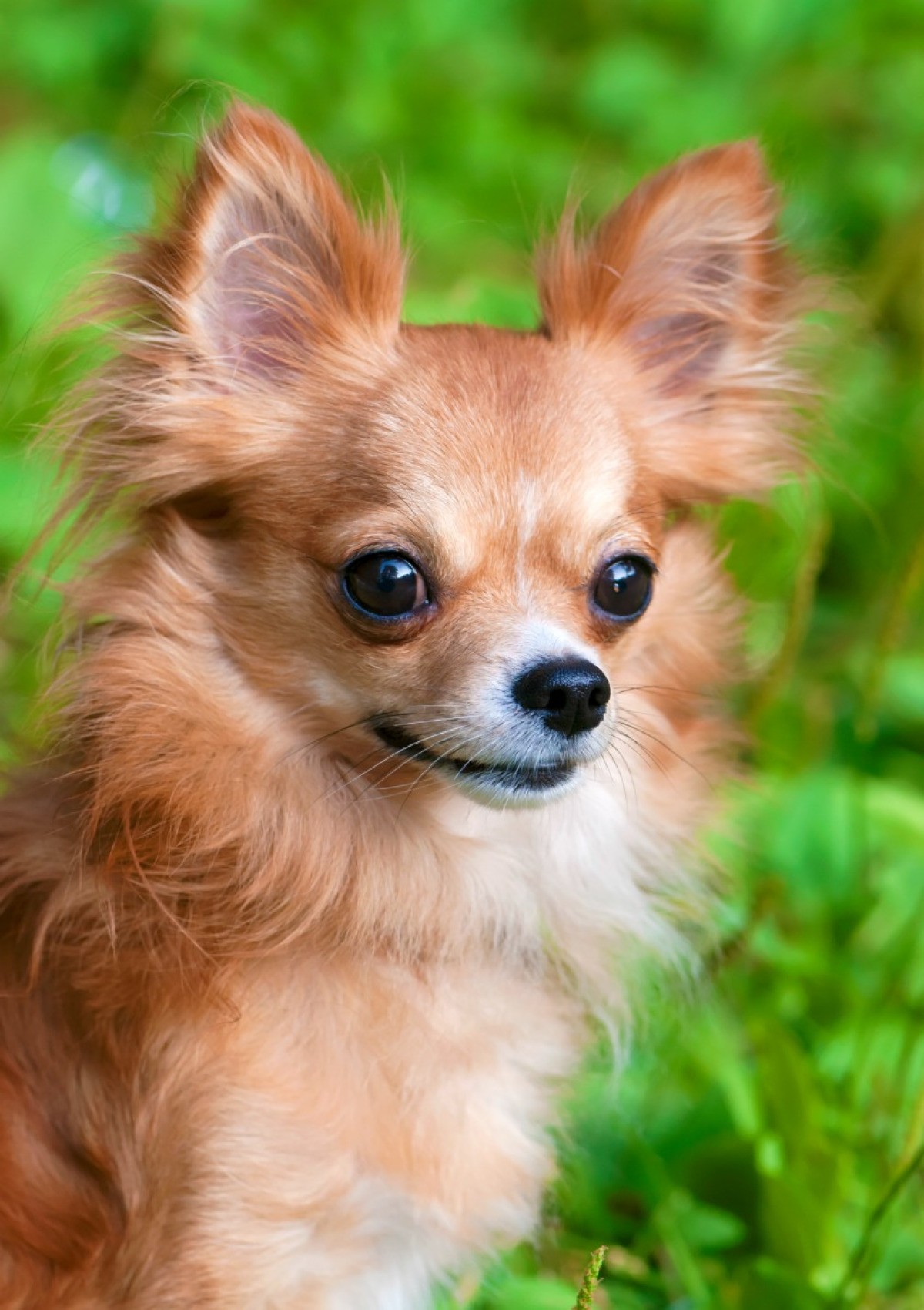 long haired tan chihuahua