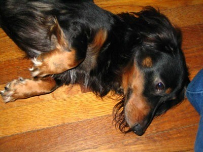 Bogey (Long Haired Dachshund)