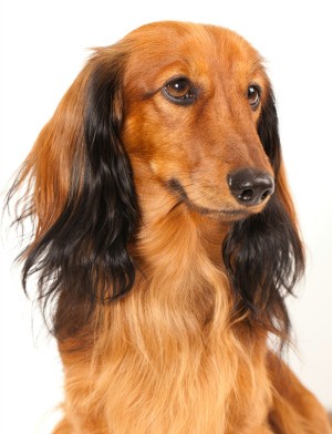 Long Haired Dachshunds