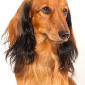 Long Haired Dachshunds