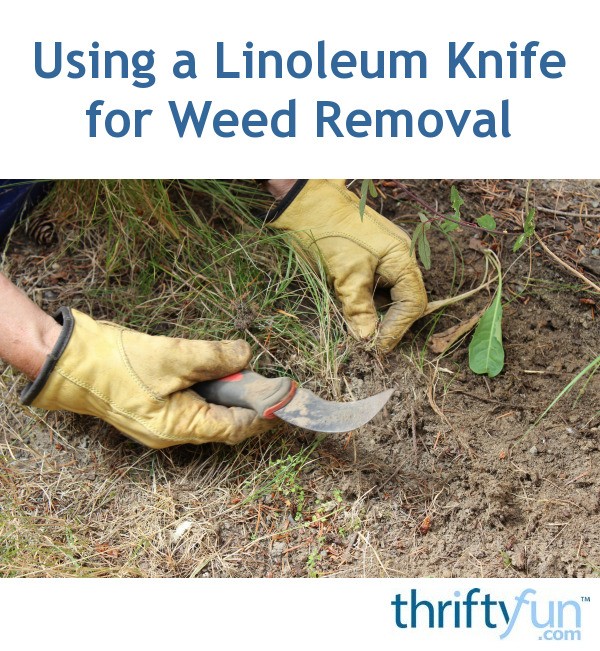 Using a Linoleum Knife for Weed Removal ThriftyFun