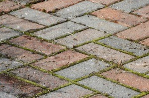 Weeds Between Pavers