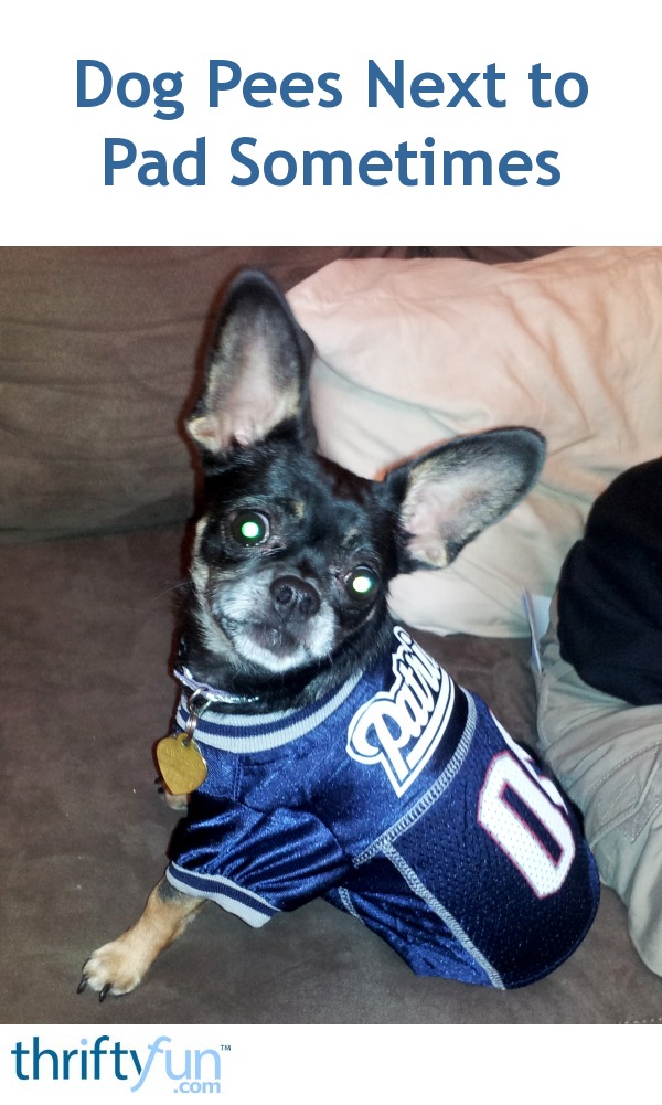 dog pees next to potty pad