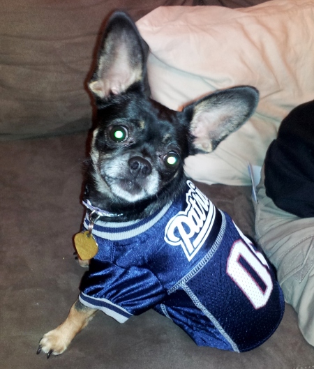 Dog with athletic jersey on.