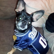 Dog with athletic jersey on.