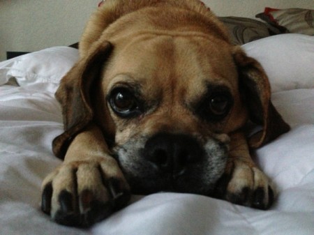 Dog laying down with face between paws.