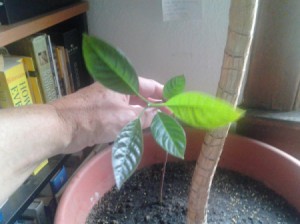 Start Avocado in Existing Pot