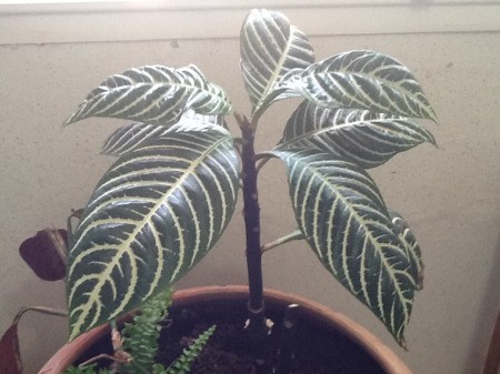 Potted plant with large dark green leaves and very defined white veins.