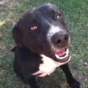 Black dog with white chest and around nose.