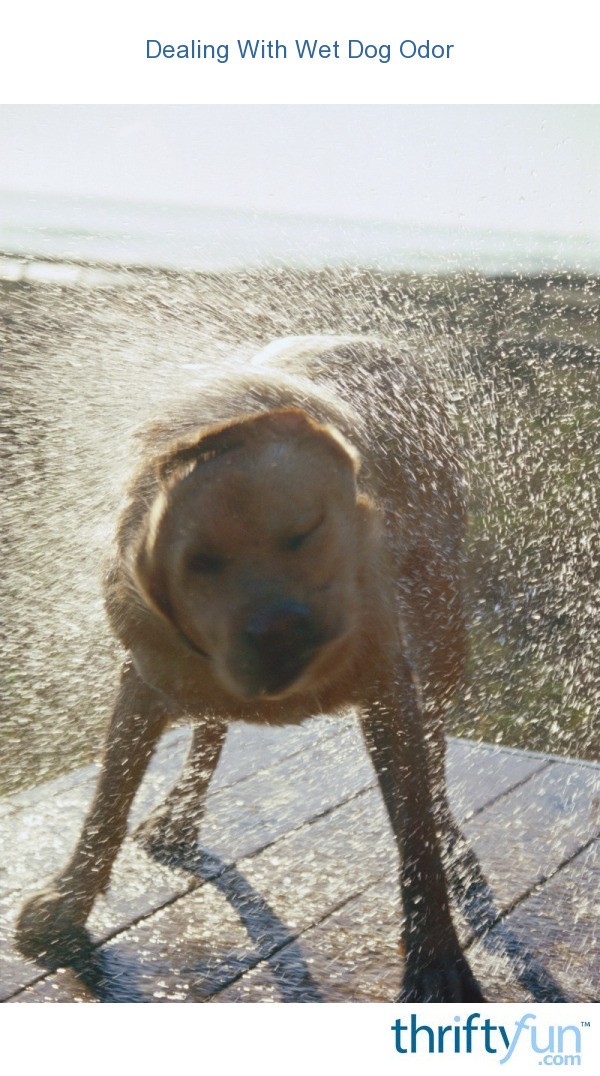 Dealing With Wet Dog Odor Thr