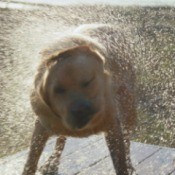 A wet dog shaking off water.