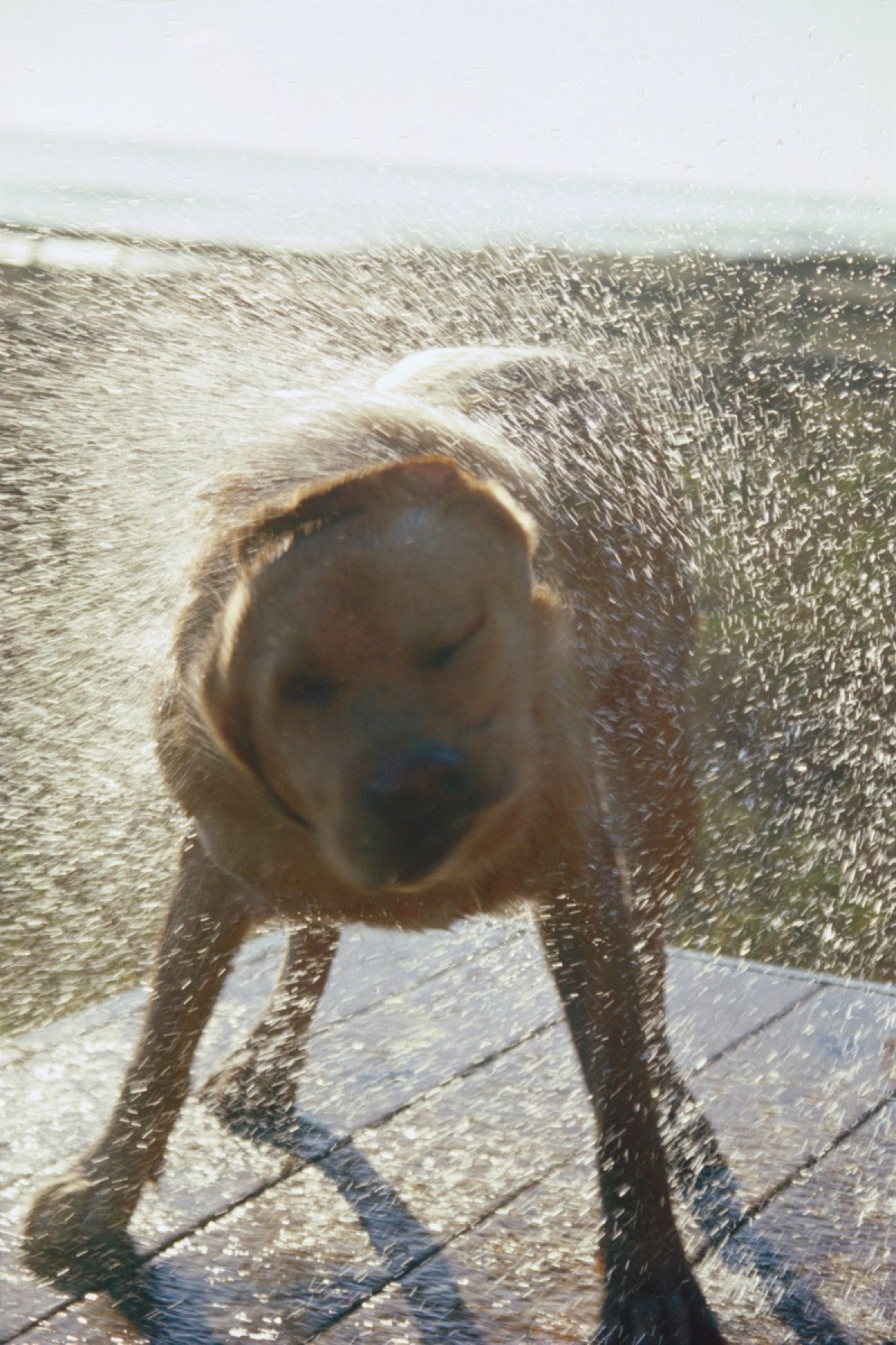 Dealing With Wet Dog Odor? | ThriftyFun