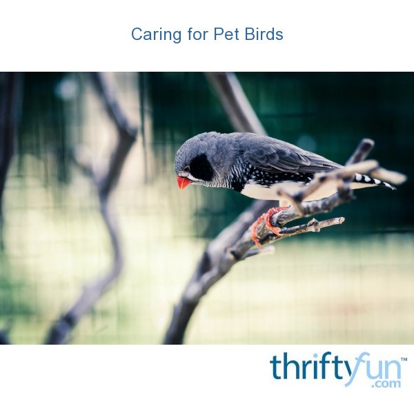 Caring for Pet Birds ThriftyFun