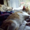 Orange and white tabby cat sleeping next to dog.