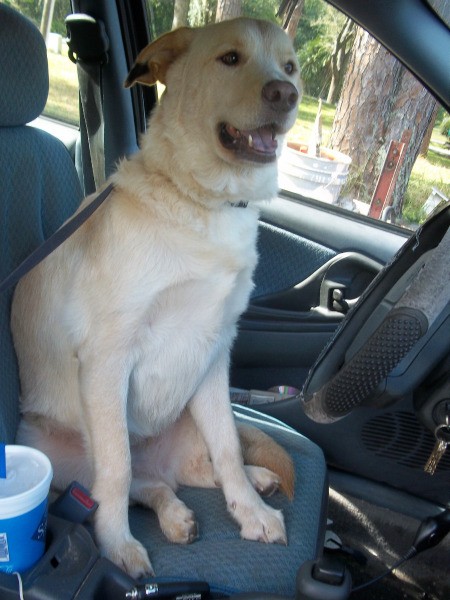 Dog sitting int the car.