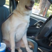 Dog sitting int the car.