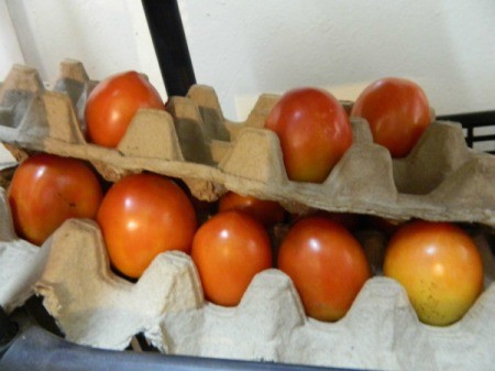 Egg Crates for Veggie Storage - tomatoes stored in egg crates