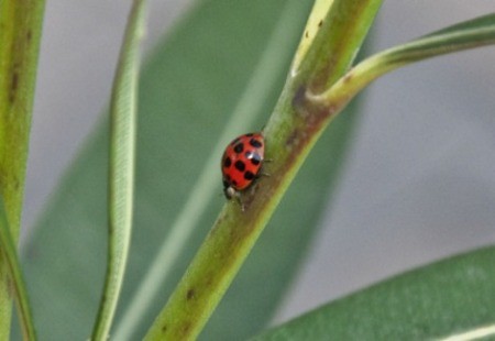 Wildlife: Lady Bug