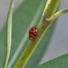 Wildlife: Lady Bug