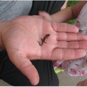 Tiny lizard in palm of someone's hand.