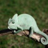 Green chameleon on a branch.