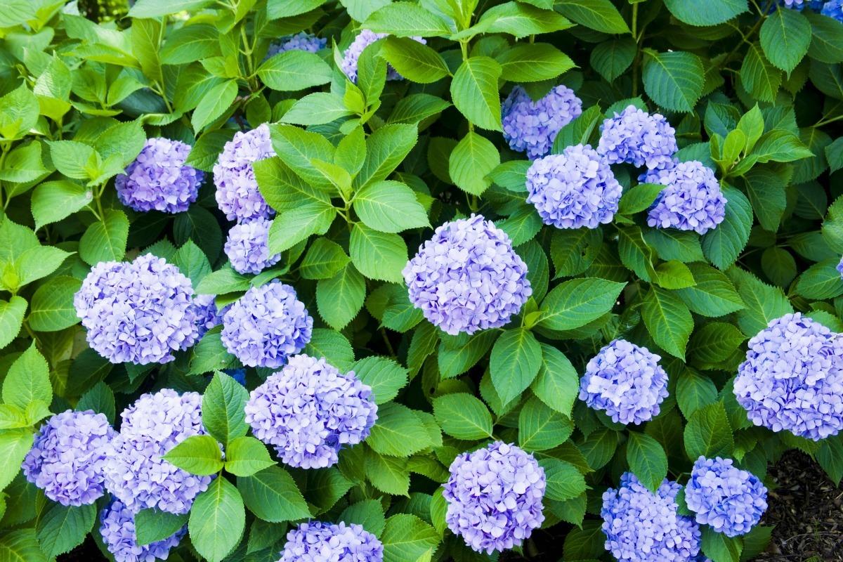 Do Hydrangeas Self Seed At Tayla Currey Blog