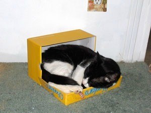 Black and white cat in cardboard box sleeping.