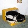 Black and white cat in cardboard box sleeping.