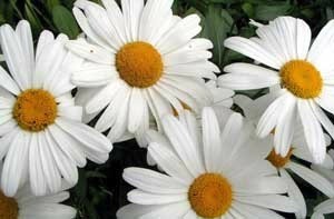 Closeup of daisies.
