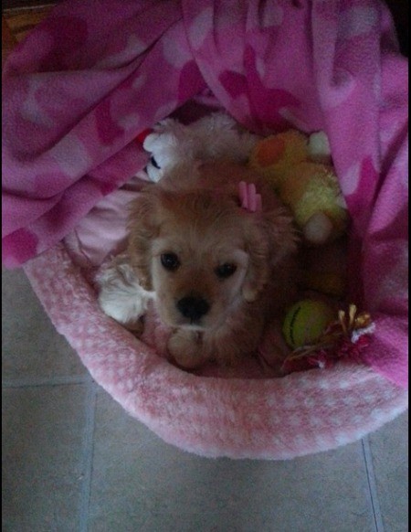 Cocker Spaniel puppy in pink bed.