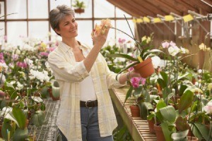 Master gardener in a greenhouse.