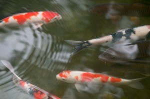 Koi swimming in a pond.