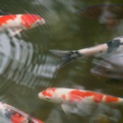 Koi swimming in a pond.