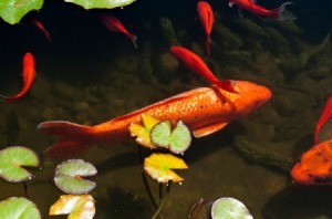 Pond Fish