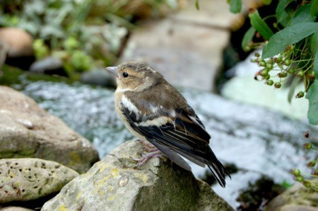 A chaffinch sitting on a rock by a garden pond.