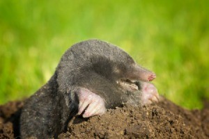 Mole coming out of a mole hole.