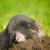 Mole coming out of a mole hole.