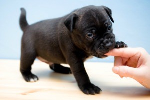 A cute black puppy chewing on its owners finger.