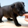 A cute black puppy chewing on its owners finger.