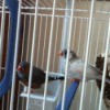 Male and female finch in white cage.