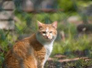 A cat sitting behind a fence.