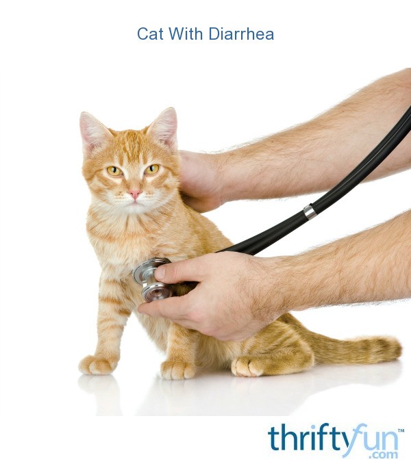 Cat With Diarrhea ThriftyFun