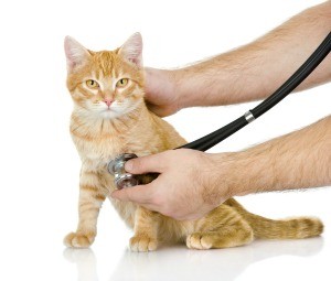 Cat seeing a veterinarian.